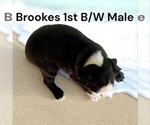 Small #2 Boston Terrier