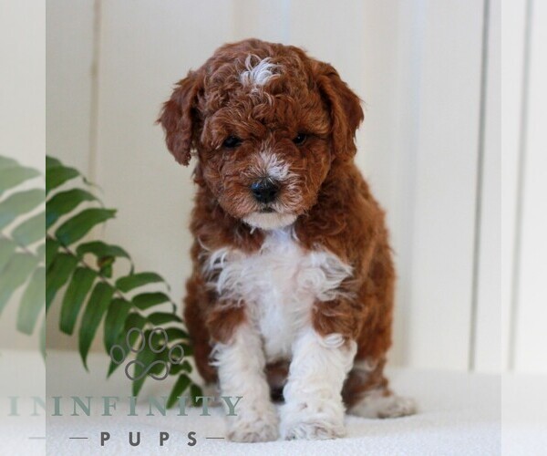 Medium Photo #1 Goldendoodle (Miniature) Puppy For Sale in LANCASTER, PA, USA