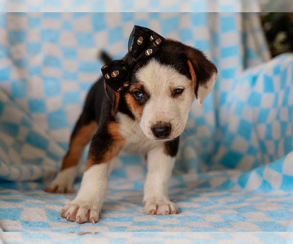 Medium Photo #5 Beagle-Mutt Mix Puppy For Sale in LIBERTY, KY, USA