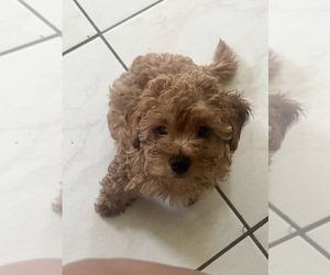 YorkiePoo Puppy for Sale in PORT SAINT LUCIE, Florida USA