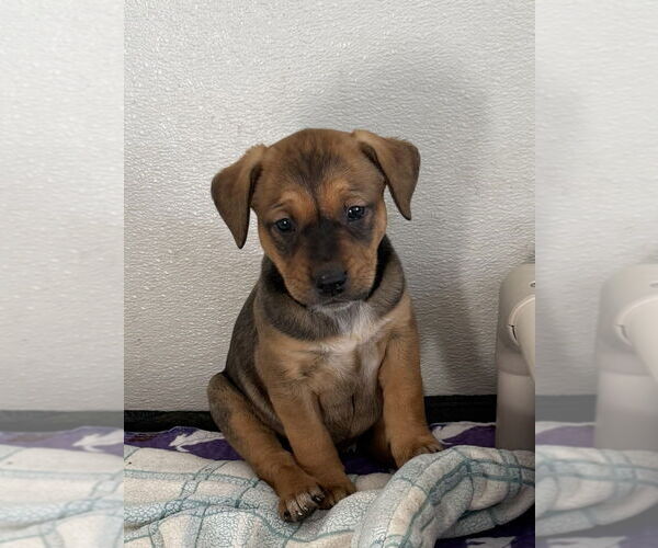 Medium Photo #2 Labrador Retriever-Unknown Mix Puppy For Sale in Bolivar, MO, USA