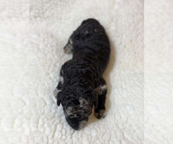 Medium Photo #10 Poodle (Standard) Puppy For Sale in COMMERCE, GA, USA