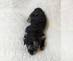Small Photo #10 Poodle (Standard) Puppy For Sale in COMMERCE, GA, USA
