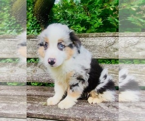 Australian Shepherd Puppy for sale in INDIANAPOLIS, IN, USA