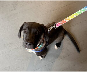 Joe - Male Labrador Retriever-Unknown Mix Dog for Adoption - Photo #6