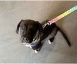 Small Photo #6 Labrador Retriever-Unknown Mix Puppy For Sale in Doylestown, PA, USA