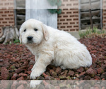 Small Photo #7 English Cream Golden Retriever Puppy For Sale in ORRVILLE, OH, USA