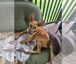 Small #1 German Shepherd Dog