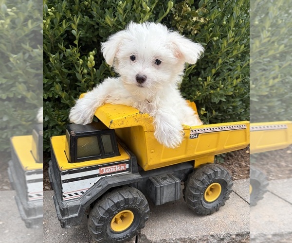 Medium Photo #2 Maltese Puppy For Sale in MIDDLEBURY, IN, USA