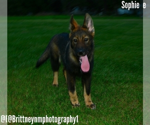 German Shepherd Dog-Siberian Husky Mix Puppy for Sale in MULBERRY, Florida USA
