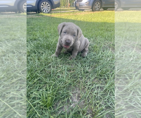 Medium Photo #2 Labrador Retriever Puppy For Sale in GEORGETOWN, SC, USA