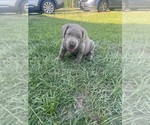 Small #1 Labrador Retriever