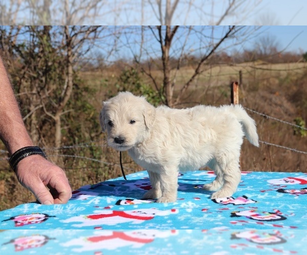 Medium Photo #13 Goldendoodle Puppy For Sale in UNION CITY, TN, USA