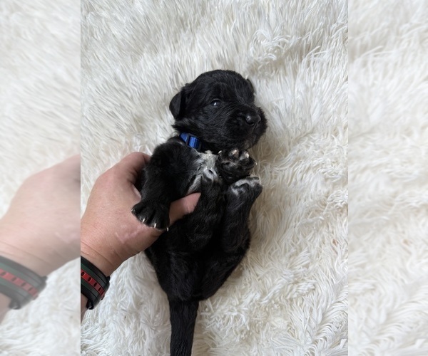 Medium Photo #59 Bernedoodle Puppy For Sale in BELMONT, NC, USA