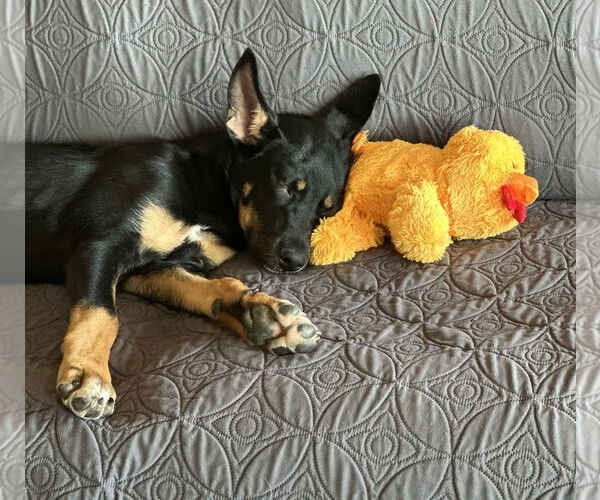 Medium Photo #11 German Shepherd Dog Puppy For Sale in Seattle, WA, USA