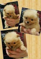 Pomeranian Dogs for adoption in ORLANDO, FL, USA