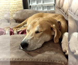 Tug - Male Great Dane-Siberian Husky Mix Dog for Adoption - Photo #3
