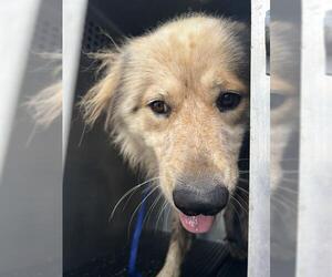 Chow Chow-Golden Retriever Mix Dogs for adoption in Corpus Christi, TX, USA