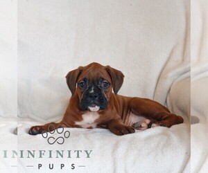 Boxer Puppy for sale in HONEY BROOK, PA, USA