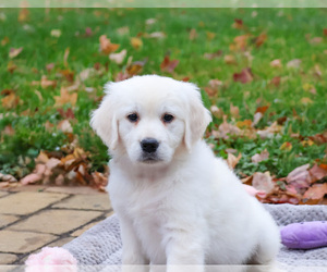 English Cream Golden Retriever Puppy for sale in SYRACUSE, IN, USA