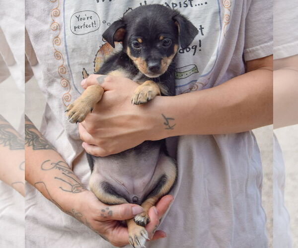 Medium Photo #2 Chipin Puppy For Sale in Huntley, IL, USA