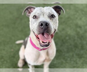 Pointer-Unknown Mix Dogs for adoption in Tavares, FL, USA