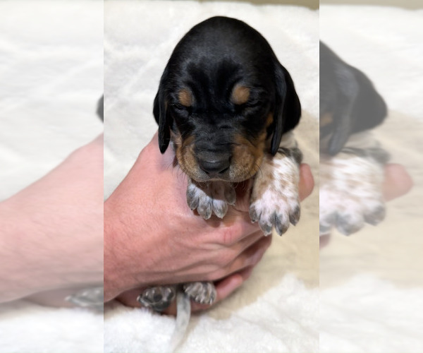 Medium Photo #5 Black and Tan Coonhound-Bluetick Coonhound Mix Puppy For Sale in OAK HILLS, CA, USA