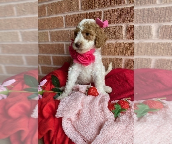 Medium Photo #7 Goldendoodle Puppy For Sale in SHERMAN, TX, USA