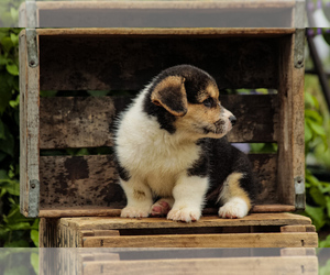 Pembroke Welsh Corgi Puppy for Sale in ELKTON, Kentucky USA