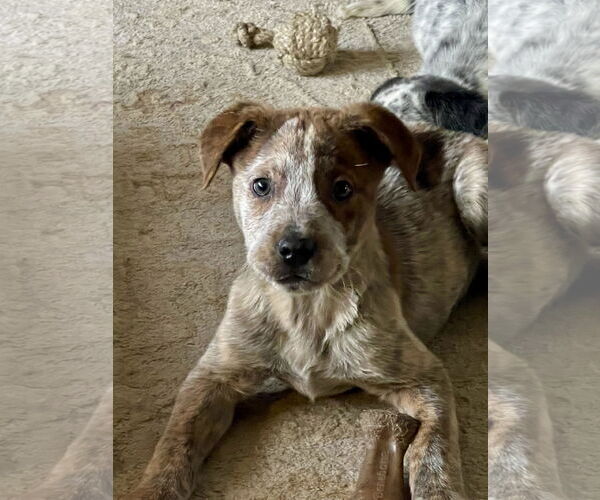 Medium Photo #1 Mutt Puppy For Sale in Garden City, NY, USA