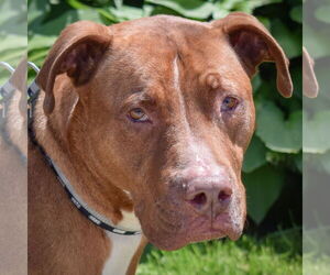 American Staffordshire Terrier-Boxer Mix Dogs for adoption in Huntley, IL, USA