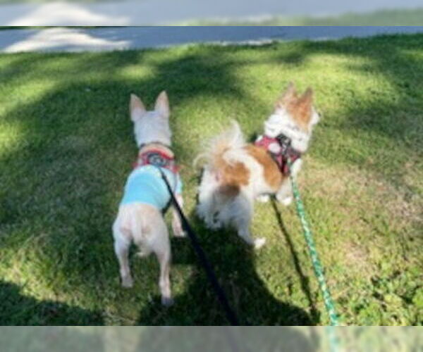 Medium Photo #4 Chihuahua-Unknown Mix Puppy For Sale in Ventura, CA, USA