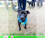 Small #7 American Staffordshire Terrier-Labrador Retriever Mix