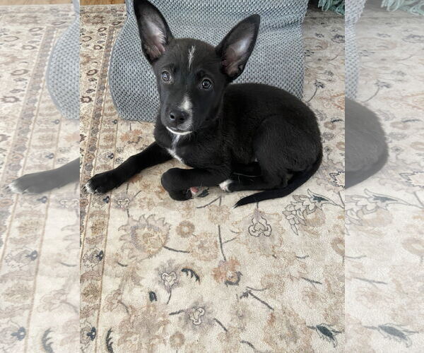 Medium Photo #2 Mutt Puppy For Sale in Sandy, UT, USA