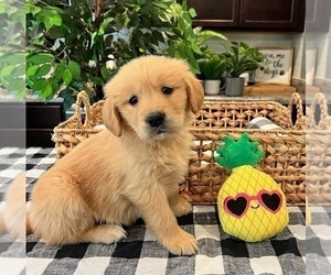 Golden Retriever Puppy for sale in INDIANAPOLIS, IN, USA