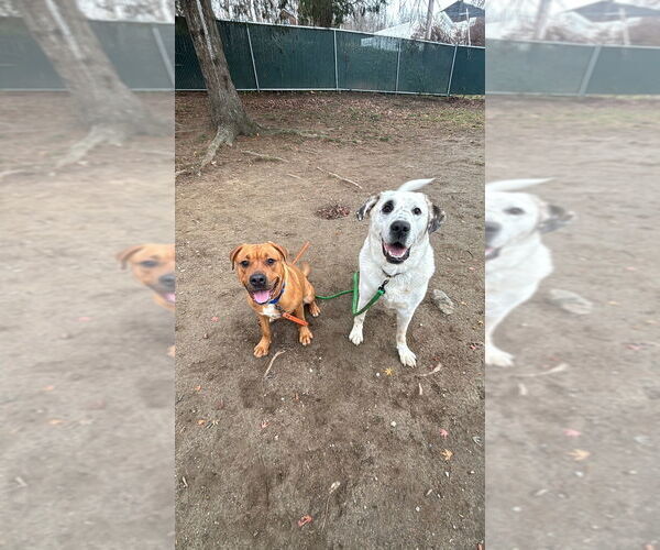 Medium Photo #4 American Staffordshire Terrier-Unknown Mix Puppy For Sale in Brewster, NY, USA