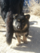 Small Photo #4 German Shepherd Dog Puppy For Sale in PENROSE, CO, USA