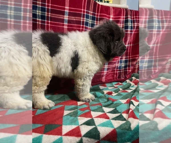 Medium Photo #15 Newfoundland Puppy For Sale in AURORA, IN, USA