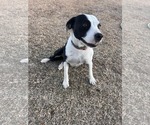 Small #2 Mutt