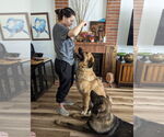 Small #5 Anatolian Shepherd Mix