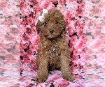 Small Goldendoodle