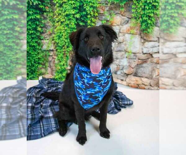Medium Photo #2 Retriever -Unknown Mix Puppy For Sale in Kennesaw, GA, USA