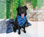 Small #1 Retriever  Mix