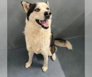 Siberian Husky Dogs for adoption in HESPERIA, CA, USA