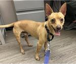 MOJO - Male Mutt Dog for Adoption - Small photo