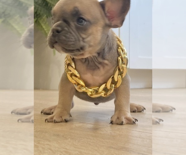 Medium Photo #5 French Bulldog Puppy For Sale in NEW MILFORD, CT, USA