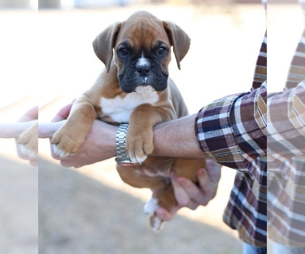 Medium Photo #3 Boxer Puppy For Sale in ABBEVILLE, SC, USA
