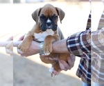 Puppy Wanda Boxer