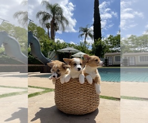 Pembroke Welsh Corgi Puppy for sale in RIVERSIDE, CA, USA