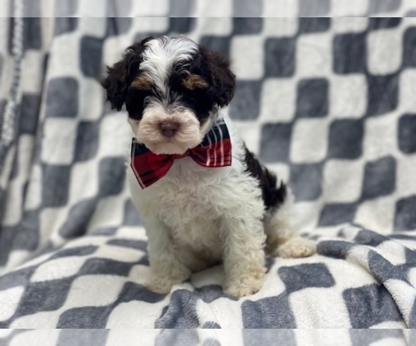 Full screen Photo #8 YorkiePoo Puppy For Sale in LAKELAND, FL, USA